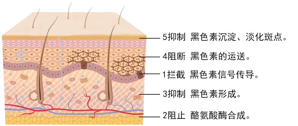 5重美白.jpg